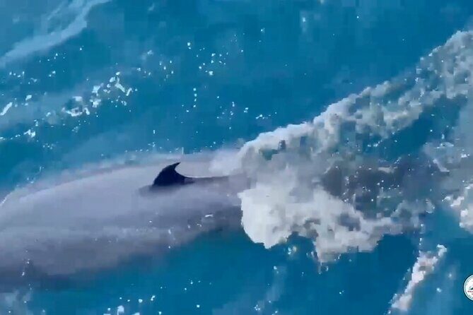 Whale Watching Mirissa Ultimate Tour in Sri Lanka with Breakfast - FAQ: Quick Answers to Your Questions
