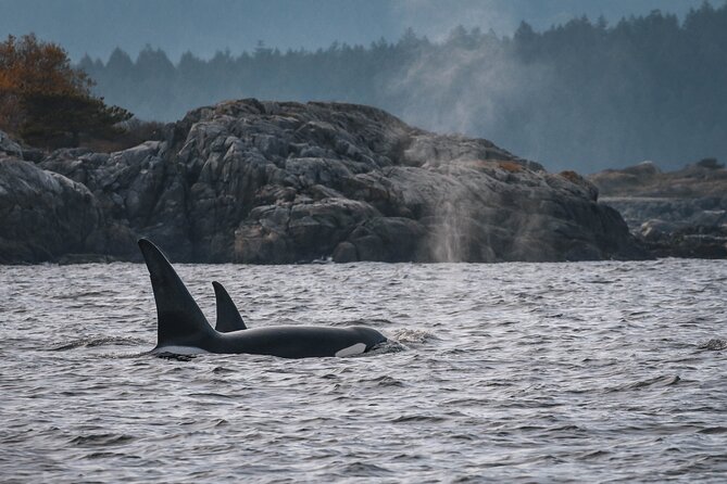 Whale Watching Nanaimo Open Boat Tour - Weather Conditions