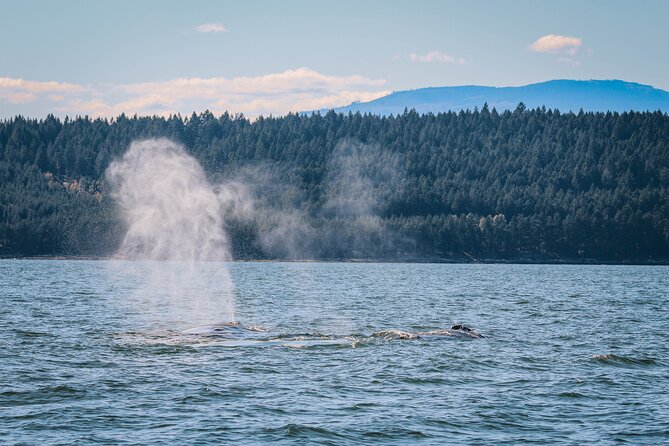 Whale Watching Nanaimo Open Boat Tour - Accessibility Considerations