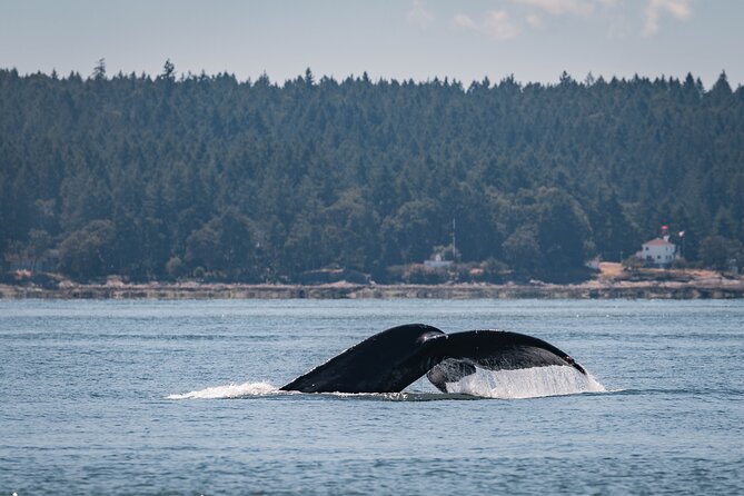 Whale Watching Nanaimo Open Boat Tour - Minimum Requirements