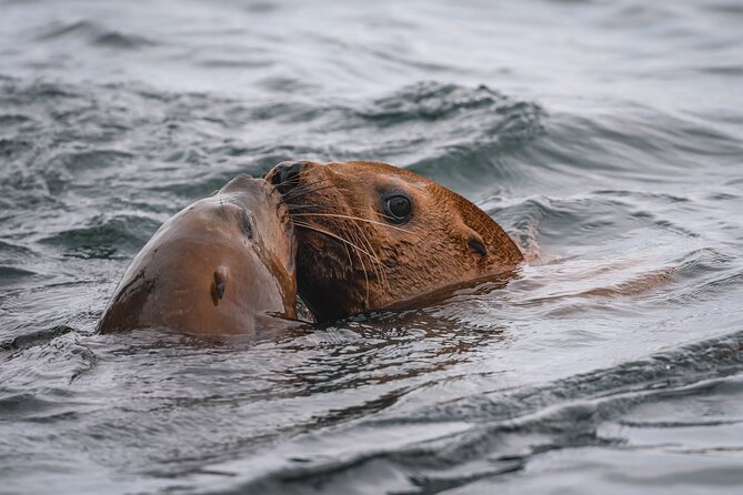 Whale Watching Nanaimo Open Boat Tour - Additional Information