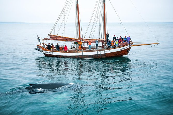 Whale Watching on a Traditional Oak Sailing Ship From Husavik - Meeting and Departure Point