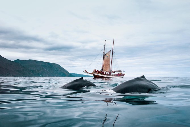 Whale Watching on a Traditional Oak Sailing Ship From Husavik - Activities and Experiences