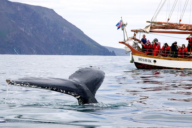 Whale Watching on a Traditional Oak Sailing Ship From Husavik - Exploring the Rugged Landscapes