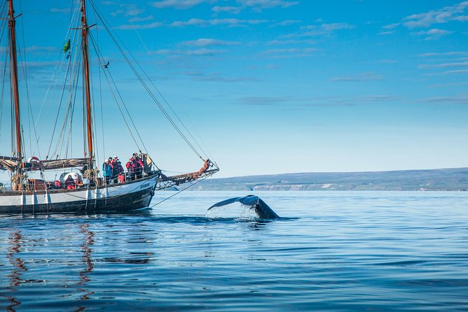 Whale Watching on a Traditional Oak Sailing Ship From Husavik - Witnessing Majestic Marine Life