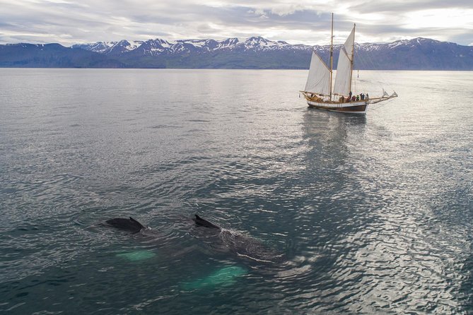 Whale Watching on a Traditional Oak Sailing Ship From Husavik - Sailing the Traditional Icelandic Schooner