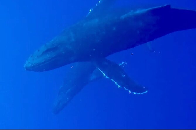 Whale Watching on Big Island - Meeting and Pickup