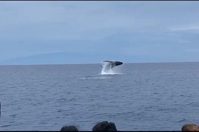 Whale Watching on Big Island - Meeting and Pickup