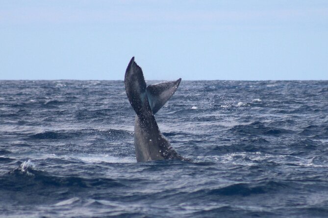 Whale Watching on Big Island - Accessibility and Participation