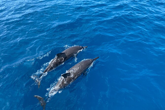 Whale Watching on Big Island - Customer Experiences