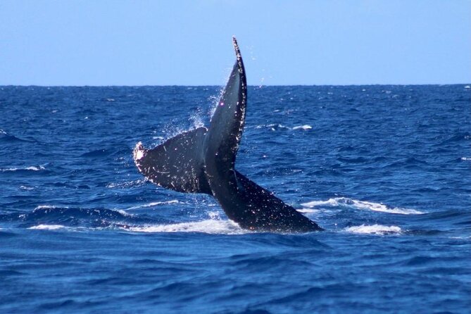 Whale Watching on Big Island - Cancellation and Refund