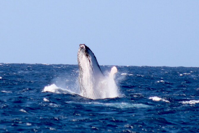 Whale Watching on Big Island - Whale Watching Excursion