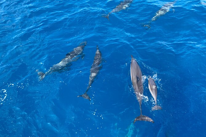Whale Watching on Big Island - Booking and Reservations