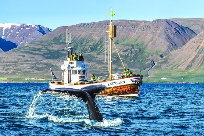 Whale Watching on Board a Traditional Oak Boat From Árkógsssandur - Key Points
