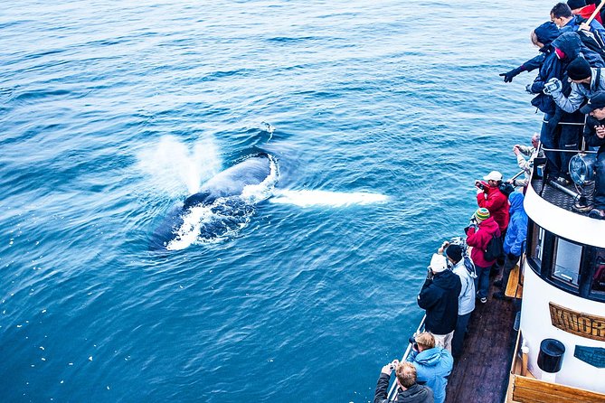 Whale Watching on Board a Traditional Oak Boat From Árkógsssandur - Inclusions