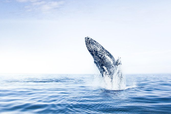 Whale Watching on Board a Traditional Oak Boat From Árkógsssandur - Meeting and Pickup