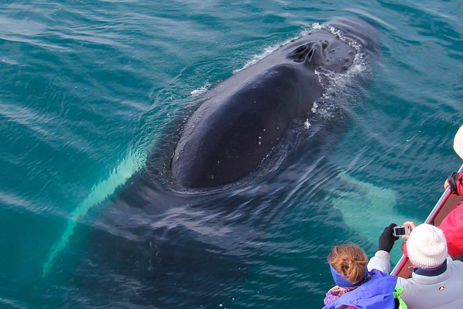 Whale Watching on Board a Traditional Oak Boat From Árkógsssandur - Reviews