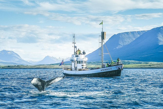 Whale Watching on Board a Traditional Oak Boat From Árkógsssandur - Booking and Reservations
