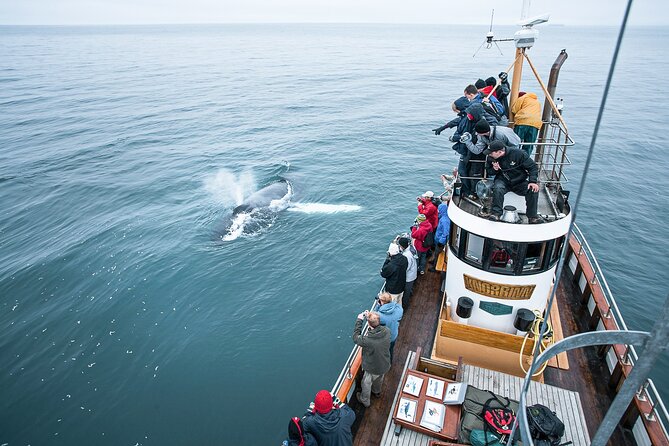 Whale Watching on Board a Traditional Oak Boat From Árkógsssandur - About the Tour Company