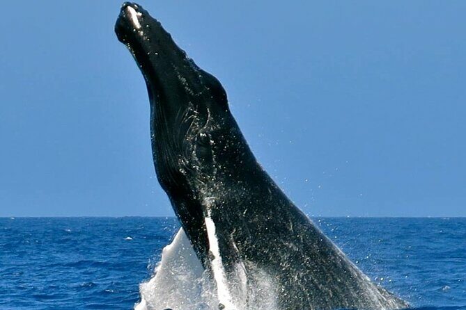 Whale Watching on Sundeck in Bermuda - Key Points