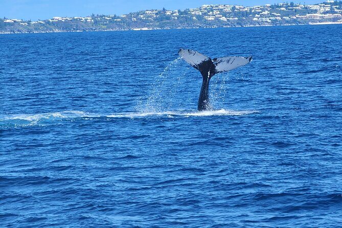 Whale Watching on Sundeck in Bermuda - What Past Travelers Say