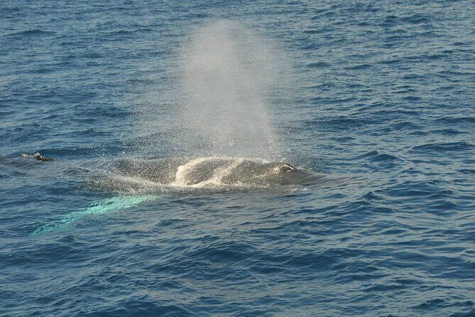 Whale Watching on Sundeck in Bermuda - FAQ