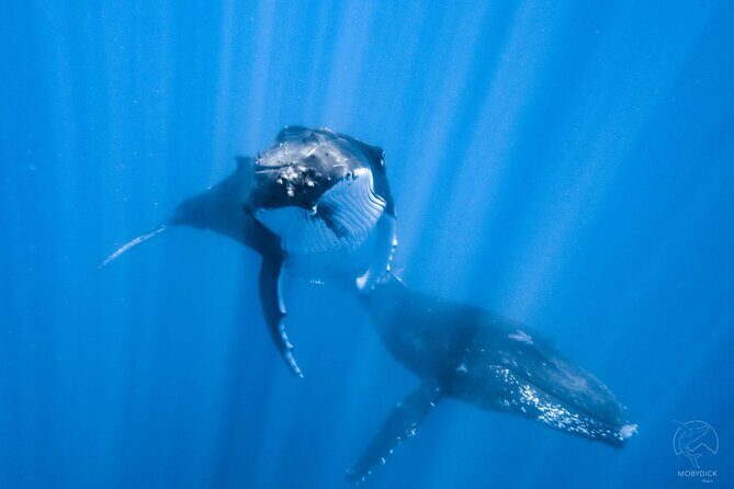 Whale watching on the preserved and quiet coast of Paea (Pk26) - Key Points