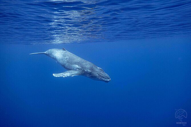 Whale watching on the preserved and quiet coast of Paea (Pk26) - Discovering the Whale Watching Experience