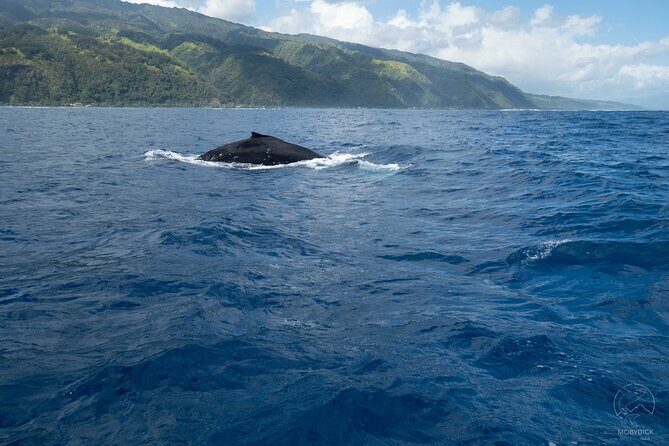 Whale watching on the preserved and quiet coast of Paea (Pk26) - The Marine Environment and Surroundings