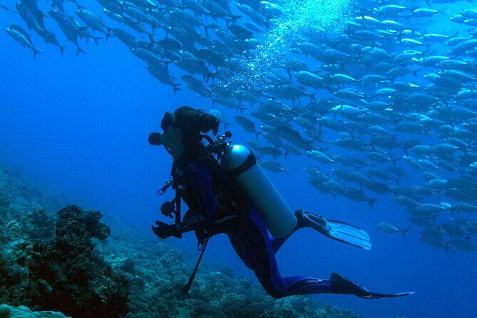 Whale watching on the preserved and quiet coast of Paea (Pk26) - Frequently Asked Questions