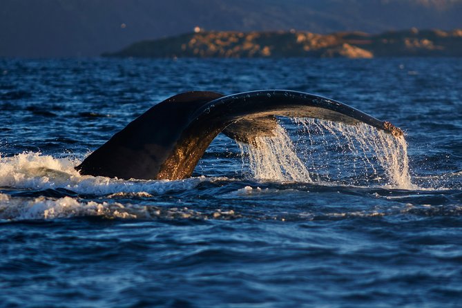 Whale Watching RIB Boat Tour in Skjervoy From Tromso - About the Whale Watching Adventure
