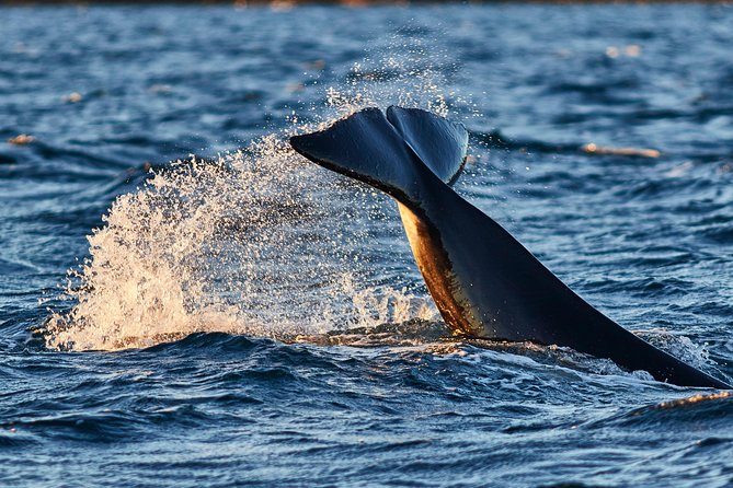 Whale Watching RIB Boat Tour in Skjervoy From Tromso - Suitability and Physical Requirements