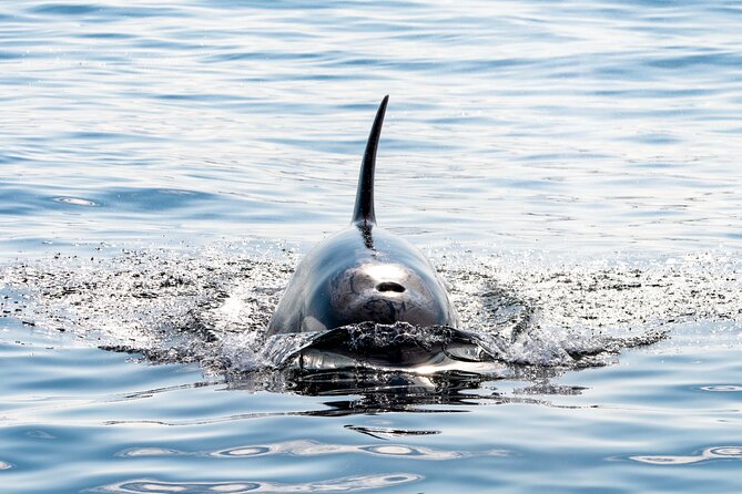 Whale Watching RIB Boat Tour in Skjervoy From Tromso - Reviews and Customer Satisfaction