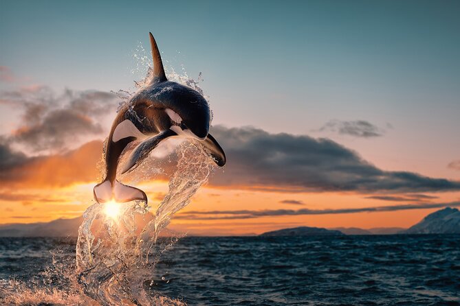 Whale Watching RIB Experience (Without Transfer Tromso-Skjervoy) - Key Points