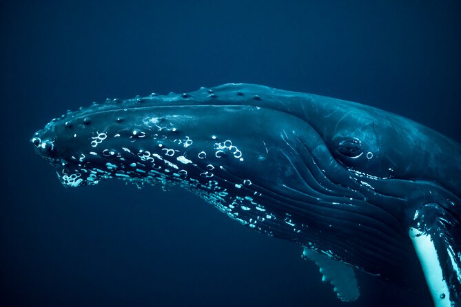 Whale Watching RIB Experience (Without Transfer Tromso-Skjervoy) - Gear and Comfort