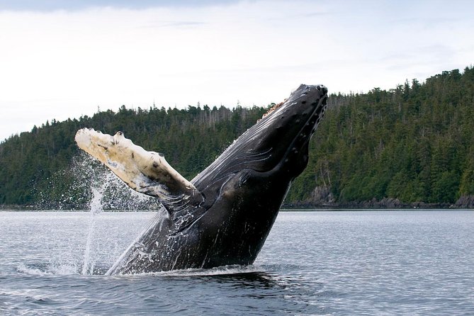 Whale Watching RIB Experience (Without Transfer Tromso-Skjervoy) - Meeting Point and Logistics