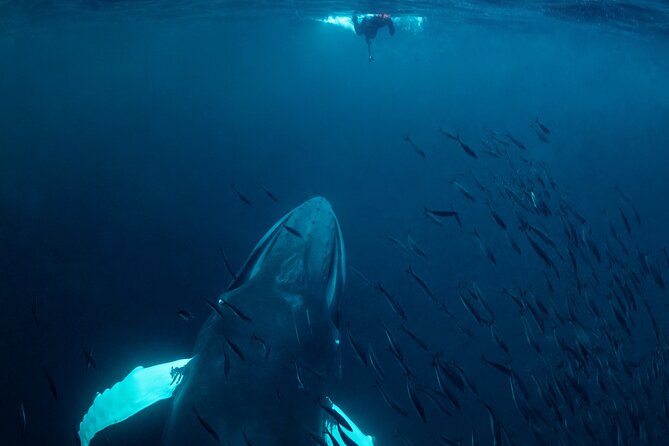 Whale Watching RIB Experience (Without Transfer Tromso-Skjervoy) - Participation Considerations