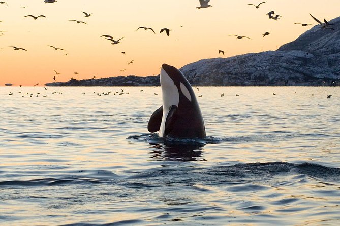 Whale Watching RIB Experience (Without Transfer Tromso-Skjervoy) - Customer Feedback Insights