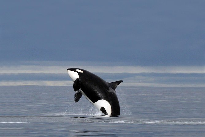 Whale Watching RIB Experience (Without Transfer Tromso-Skjervoy) - Recommended Arrival and Departure