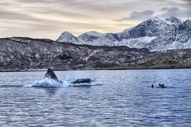 Whale Watching RIB Experience (Without Transfer Tromso-Skjervoy) - Wildlife Spotting Opportunities