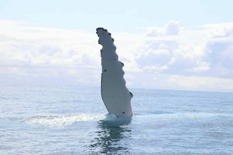 Whale Watching Safari Byron Bay - Key Points