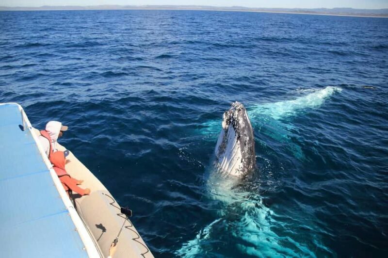 Whale Watching Safari Byron Bay - An In-Depth Look at the Whale Watching Tour