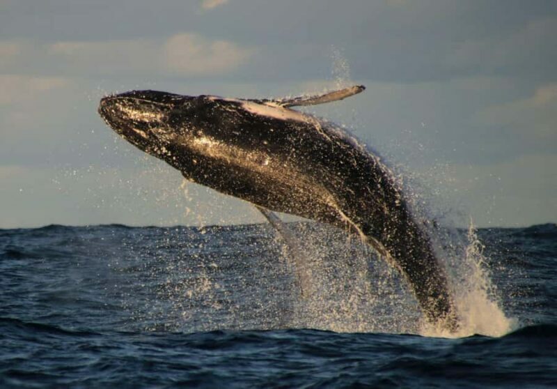 Whale Watching Safari Byron Bay - Pricing and Overall Value