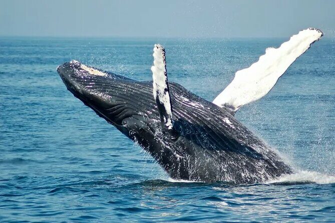 Whale Watching Sail in Honolulu with Open Bar - Discovering the Whale Watching Sail in Honolulu: An Authentic Oahu Adventure
