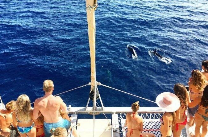 Whale Watching Sail in Honolulu with Open Bar - Final Thoughts: Is This Tour Worth It?