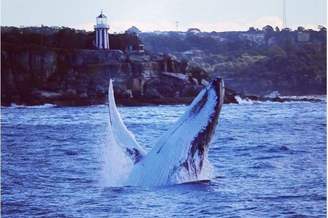 Whale Watching Sailing Experience in Sydney - Details of the Tour