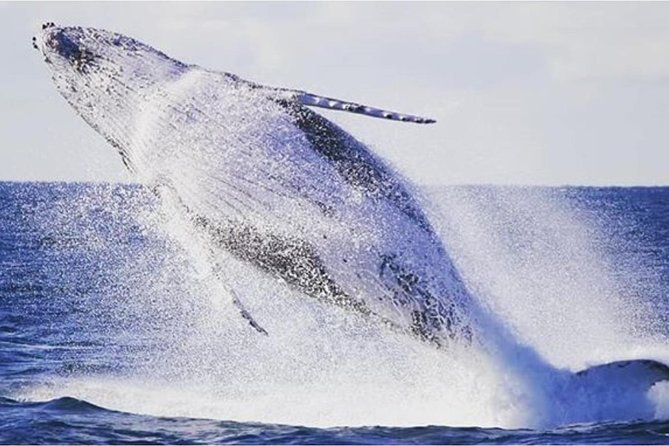 Whale Watching Sailing Experience in Sydney - Participation Requirements