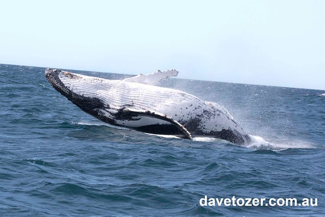 Whale Watching Sailing Experience in Sydney - Booking Information