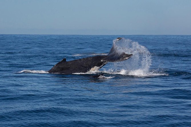 Whale Watching Sailing Experience in Sydney - Whale Migration in Sydney