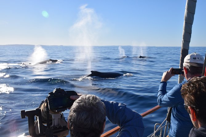 Whale Watching Sailing Experience in Sydney - Immersive Sailing Experience